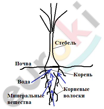 A diagram of a tree with blue arrows Description automatically generated with low confidence