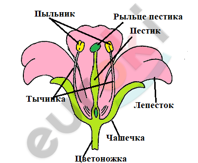 A diagram of a flower Description automatically generated with medium confidence