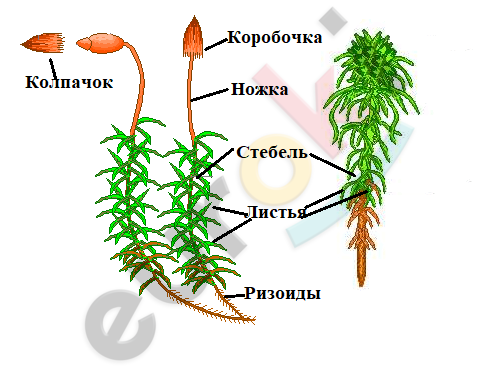 A diagram of a plant Description automatically generated with medium confidence