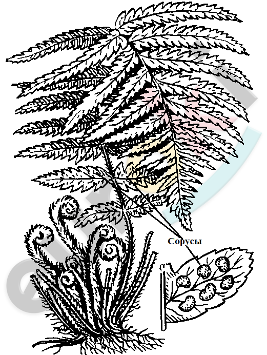 A drawing of a plant Description automatically generated with low confidence