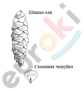 A drawing of a pine cone Description automatically generated with medium confidence