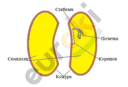 A picture containing diagram, yellow Description automatically generated