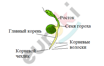 Diagram of a plant with text Description automatically generated with low confidence