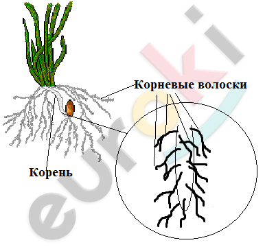 A diagram of a plant with roots Description automatically generated with medium confidence