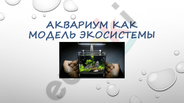 A close-up of a fish tank Description automatically generated