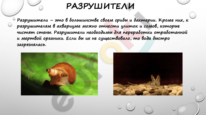 A close-up of a snail and a snail Description automatically generated