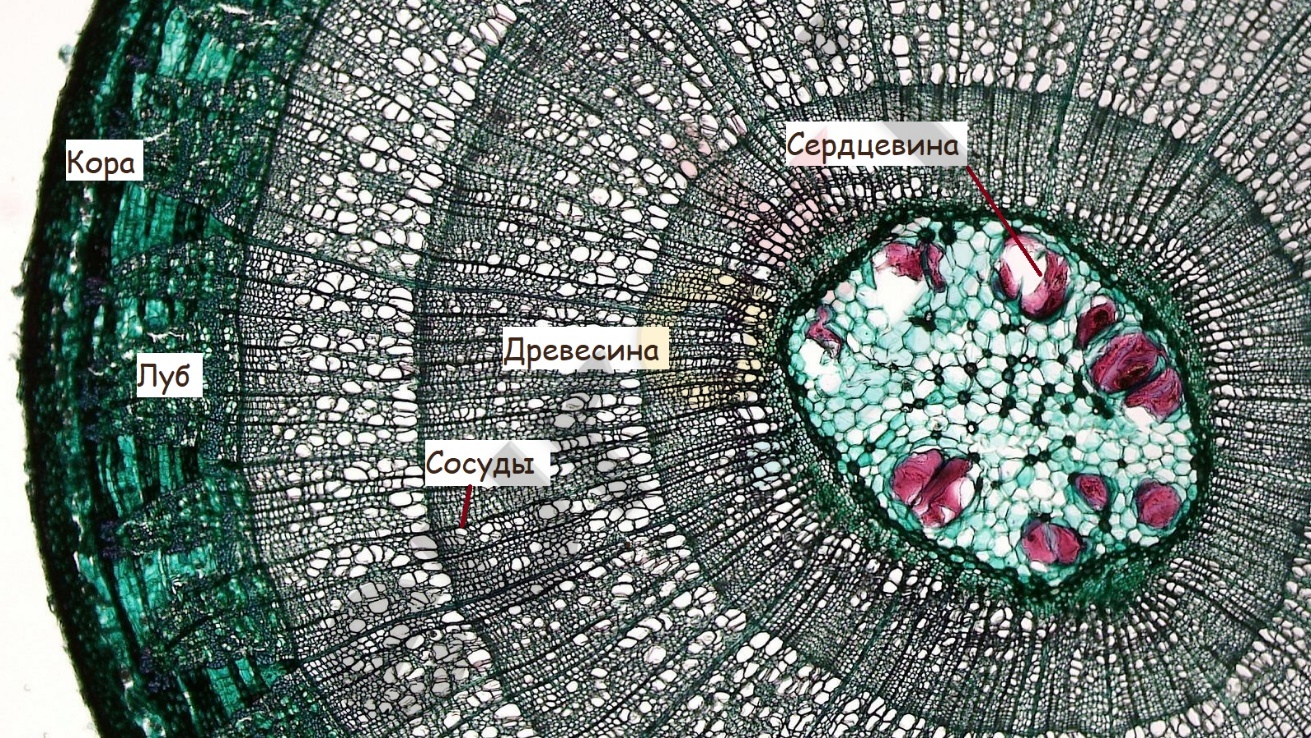 A cross section of a plant stem Description automatically generated