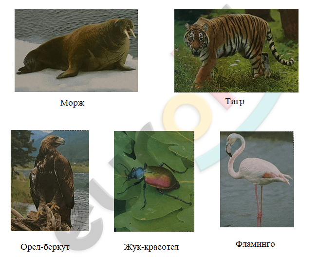 A collage of different animals Description automatically generated