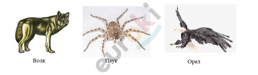 A close up of a spider Description automatically generated