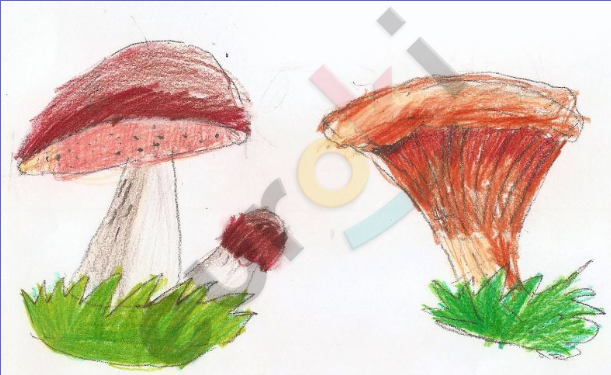 A drawing of mushrooms on a white background Description automatically generated