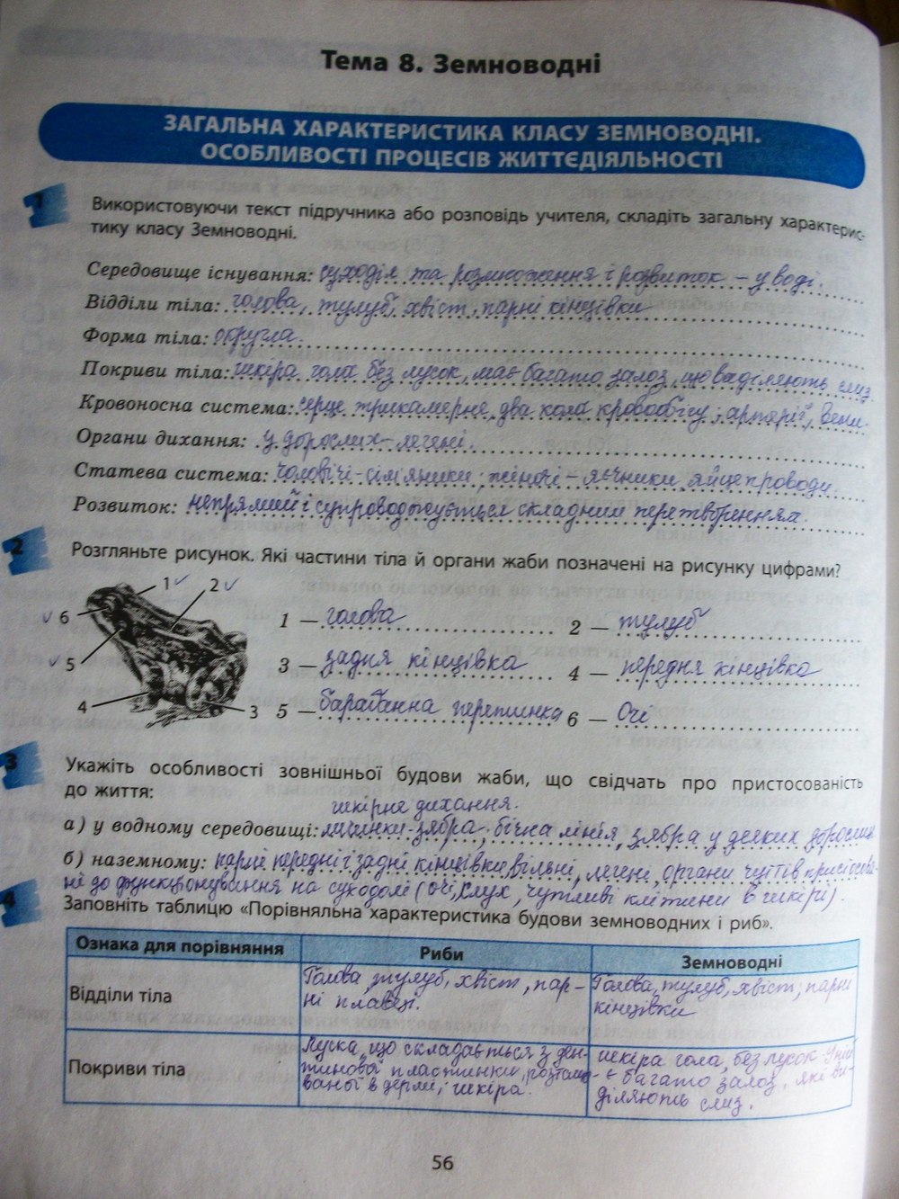 Решебник На Тетрадь По Биологии 8 Класс Котик Таглина Фото Решебник на тетрадь по биологии 8 класс котик таглина фото