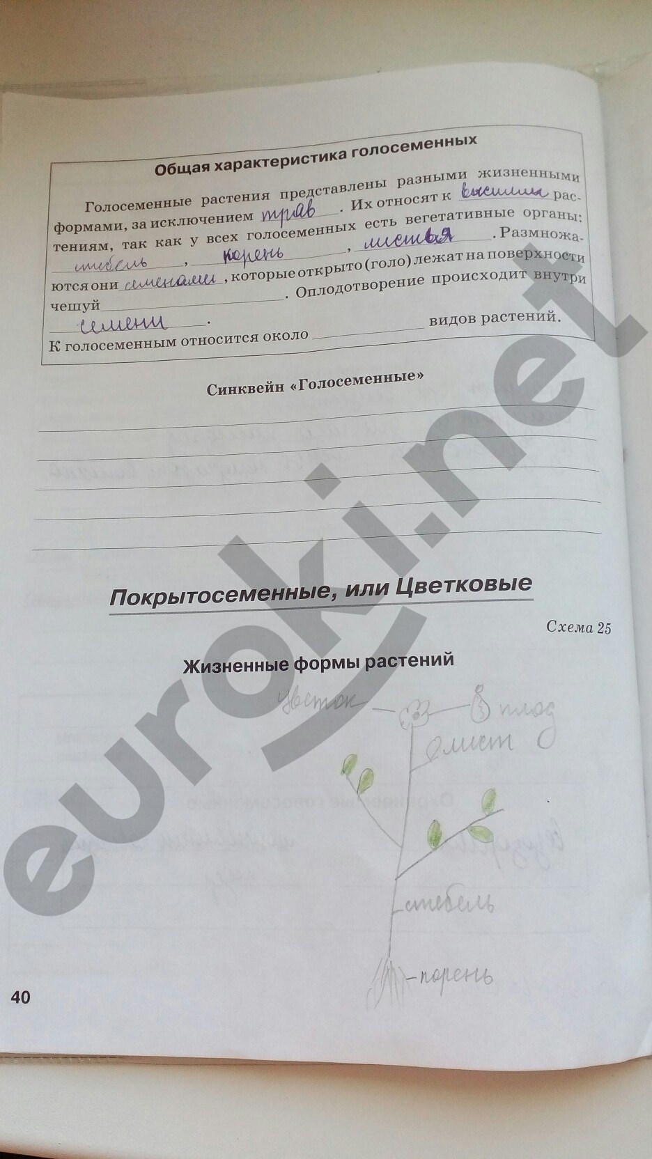 Решебник По Биологии 6 Класс Рабочая Тетрадь Автор Бодрова 2018 Решебник по биологии 6 класс рабочая тетрадь автор бодрова 2018