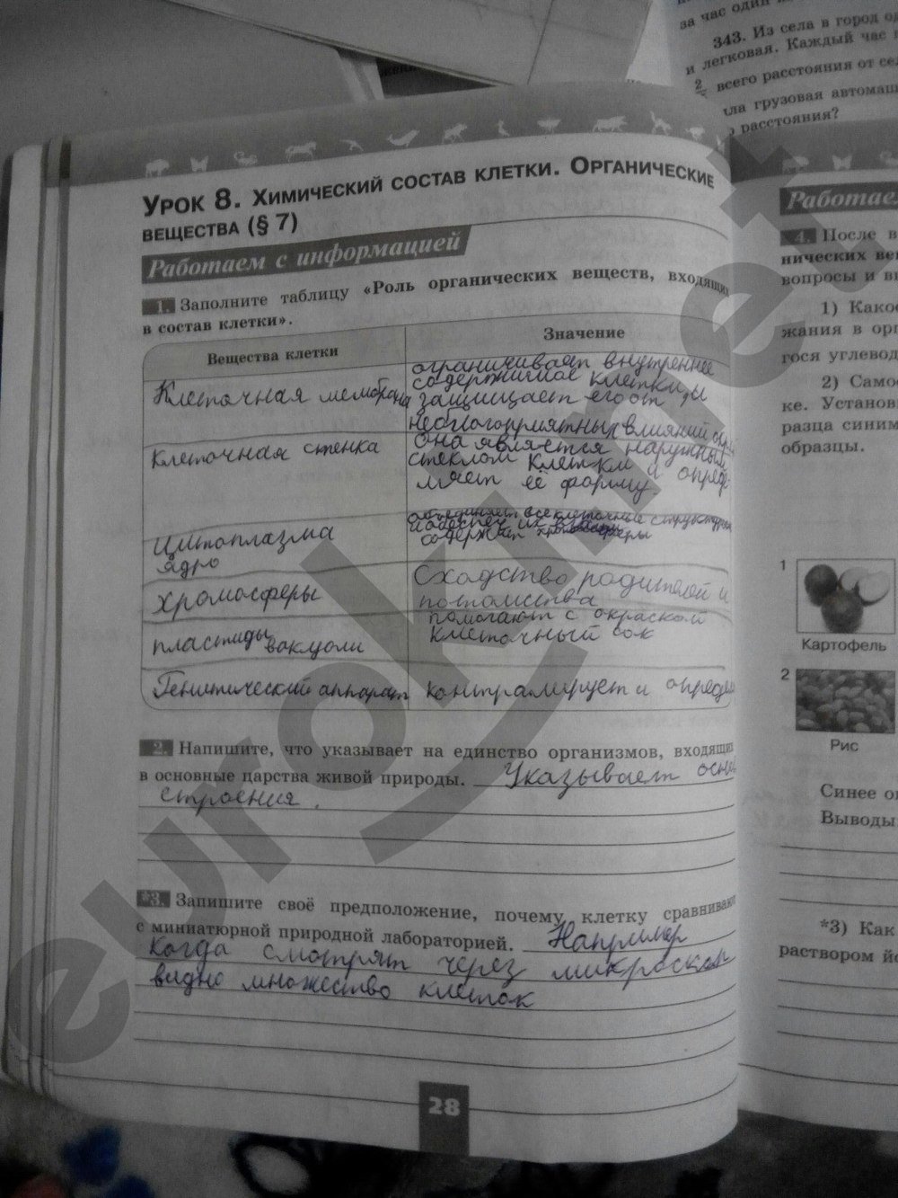 Биология 5 класс в.в пасечника рабочая тетрадь и учебник гдз рабочая биология в.в пасечника учебник гдз класс 5 и тетрадь