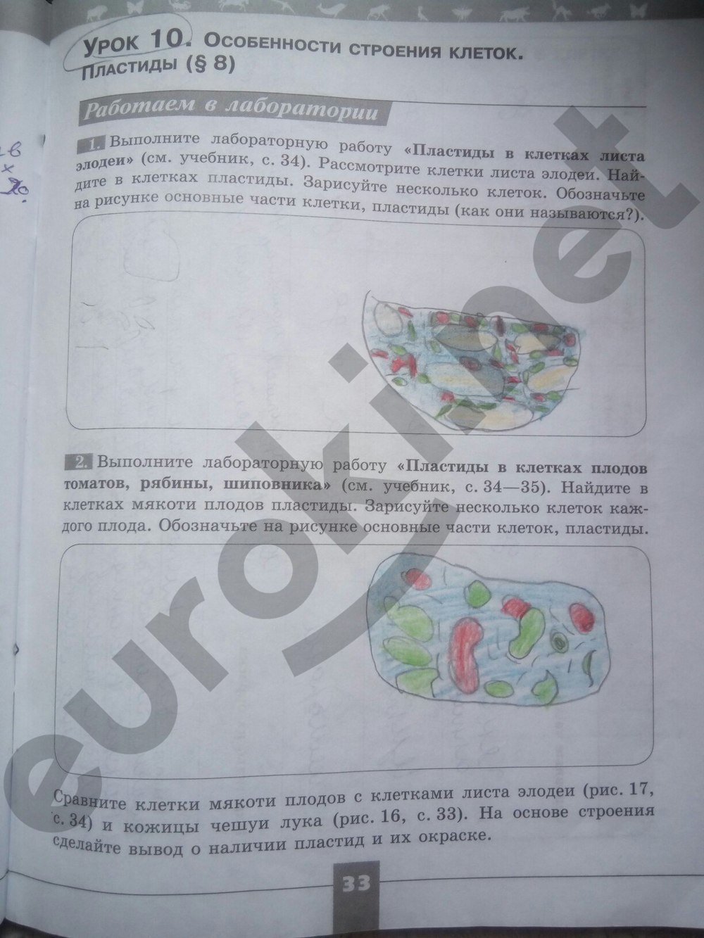 Гдз биология 5 класс рабочая тетрадь пасечник 2018 фгос гдз биология 5 класс рабочая тетрадь пасечник 2018 фгос