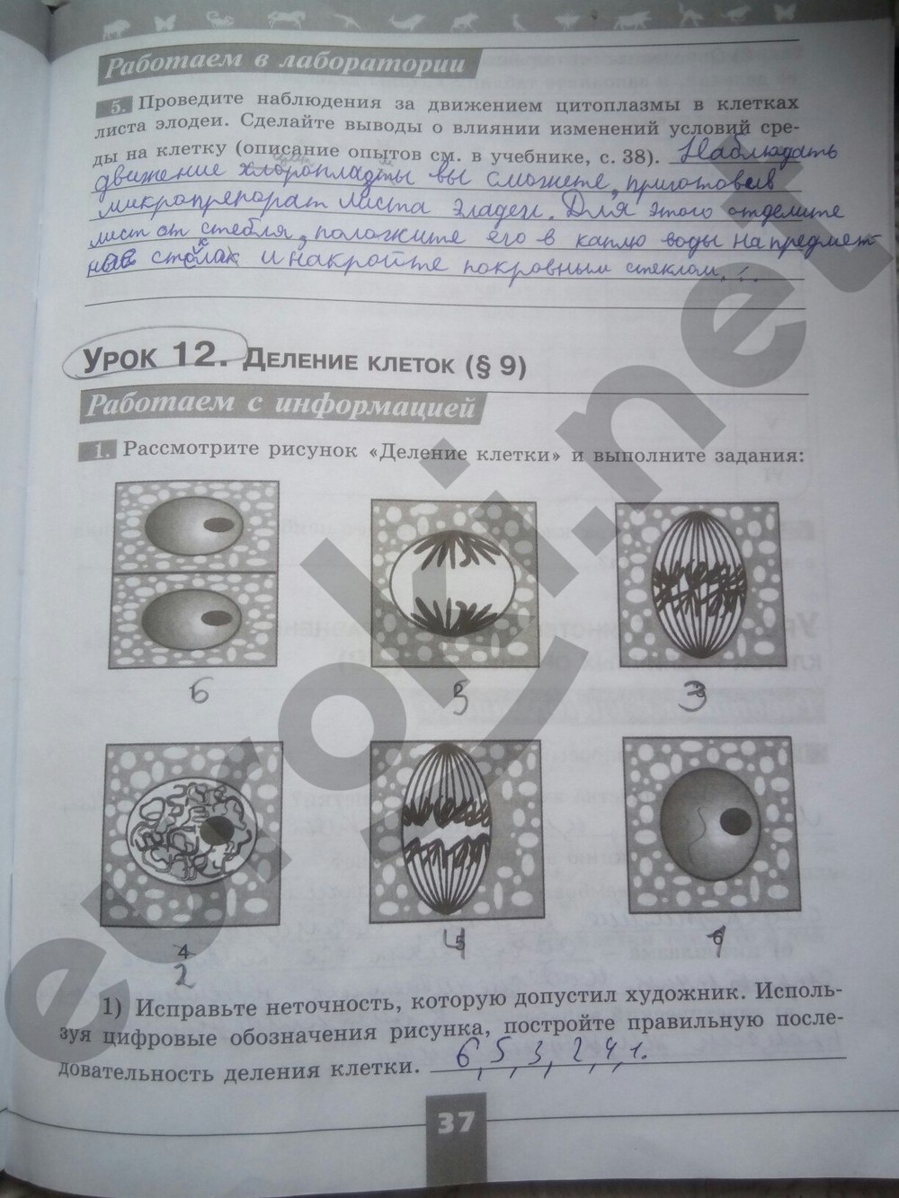 Гдз Биология 5 Класс Рабочая Тетрадь Пасечник 5 Издание Гдз биология 5 класс рабочая тетрадь пасечник 5 издание