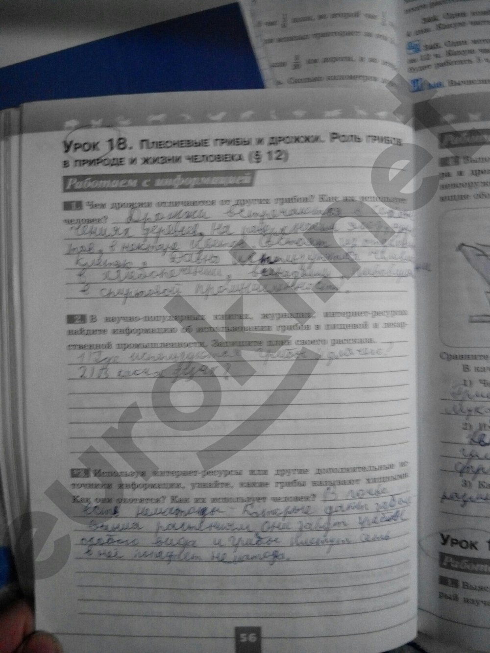 Гдз Биология 5 Класс Рабочая Тетрадь Пасечник 5 Издание гдз биология 5 класс рабочая тетрадь пасечник 5 издание