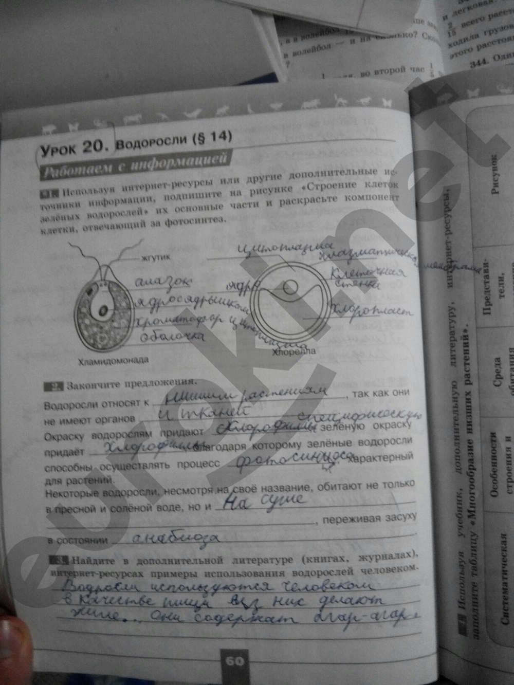 Биология 5 класс в.в пасечника рабочая тетрадь и учебник гдз и биология в.в тетрадь учебник гдз 5 пасечника рабочая класс