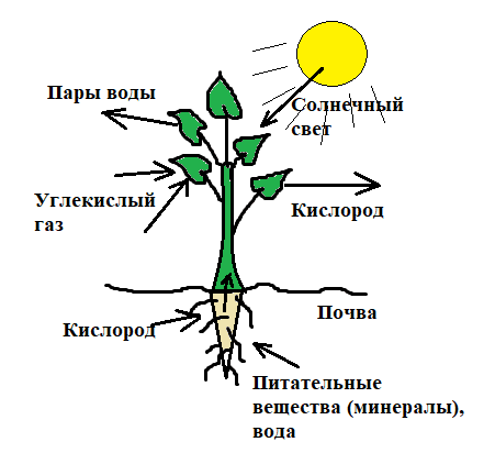 Обмен веществ у растений тест 6 класс