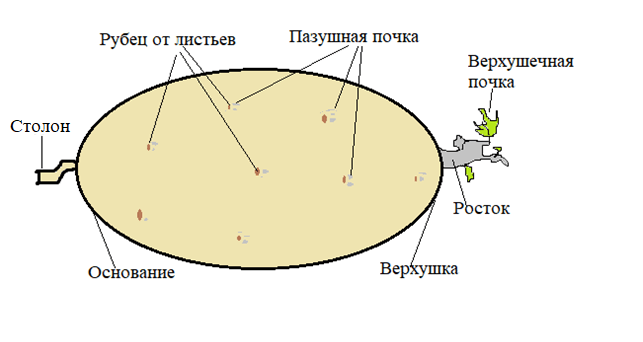 Chart, diagram, radar chart Description automatically generated