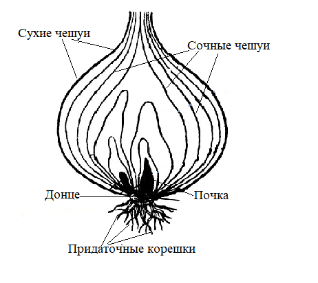 На рисунке подпишите названия частей луковицы биология 6 класс