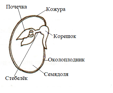 Из семядолей стебелька корешка и почечки. Зародышевый корешок семени. Структура семени гороха. Зародышевая почечка. Строение семени гороха.