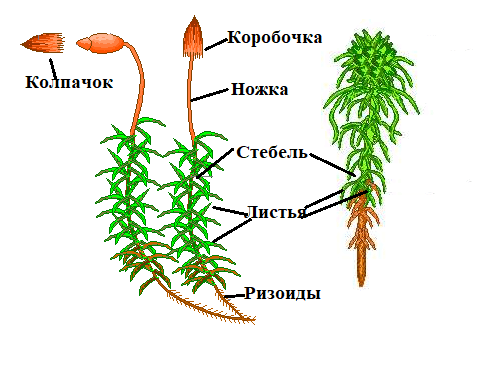 Diagram Description automatically generated