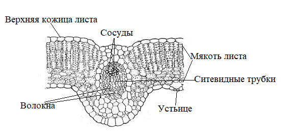 Рассмотрите рисунок внутреннего строения листа какая структура листа обозначена на рисунке цифрой 6