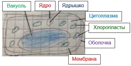 что такое клетка в биологии 5 класс определение кратко. Смотреть фото что такое клетка в биологии 5 класс определение кратко. Смотреть картинку что такое клетка в биологии 5 класс определение кратко. Картинка про что такое клетка в биологии 5 класс определение кратко. Фото что такое клетка в биологии 5 класс определение кратко