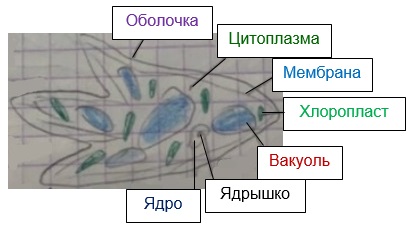 что такое клетка в биологии 5 класс определение кратко. Смотреть фото что такое клетка в биологии 5 класс определение кратко. Смотреть картинку что такое клетка в биологии 5 класс определение кратко. Картинка про что такое клетка в биологии 5 класс определение кратко. Фото что такое клетка в биологии 5 класс определение кратко