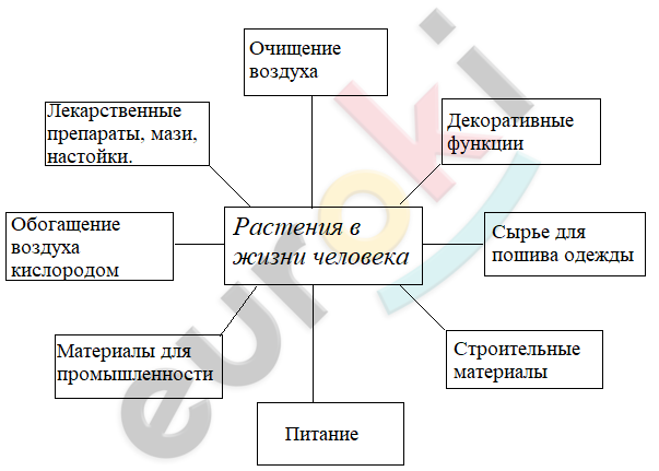почему цветковые растения играют главную роль в жизни насекомых. Смотреть фото почему цветковые растения играют главную роль в жизни насекомых. Смотреть картинку почему цветковые растения играют главную роль в жизни насекомых. Картинка про почему цветковые растения играют главную роль в жизни насекомых. Фото почему цветковые растения играют главную роль в жизни насекомых