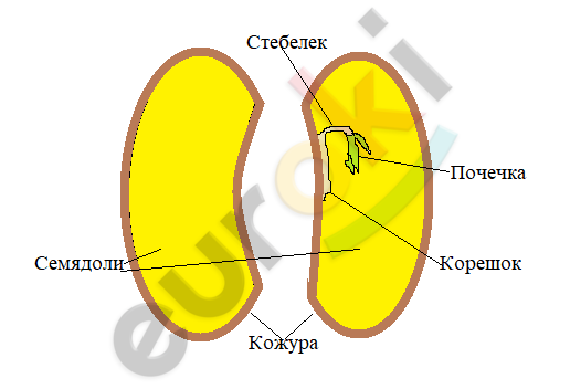 Из семядолей стебелька корешка и почечки. Стебелек почечка корешок семядоли. Корешок семядоля почечка. Лабораторная строение семени фасоли. Строение семени фасоли и кукурузы.