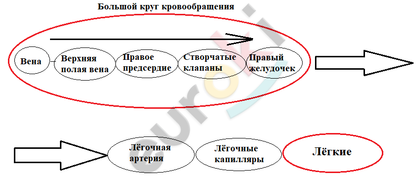 Что течет по легочным артериям. Смотреть фото Что течет по легочным артериям. Смотреть картинку Что течет по легочным артериям. Картинка про Что течет по легочным артериям. Фото Что течет по легочным артериям