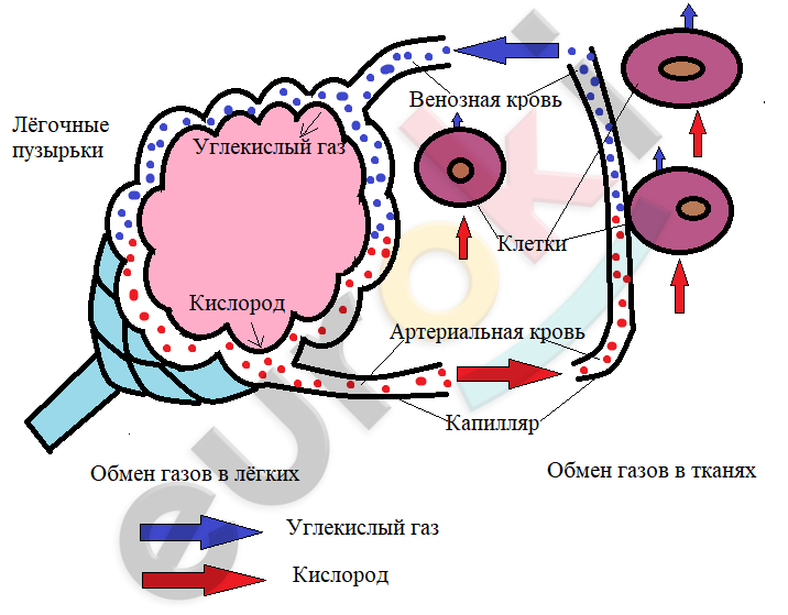 как происходит обмен газов в легких и других органах какие физические закономерности лежат в основе. Смотреть фото как происходит обмен газов в легких и других органах какие физические закономерности лежат в основе. Смотреть картинку как происходит обмен газов в легких и других органах какие физические закономерности лежат в основе. Картинка про как происходит обмен газов в легких и других органах какие физические закономерности лежат в основе. Фото как происходит обмен газов в легких и других органах какие физические закономерности лежат в основе