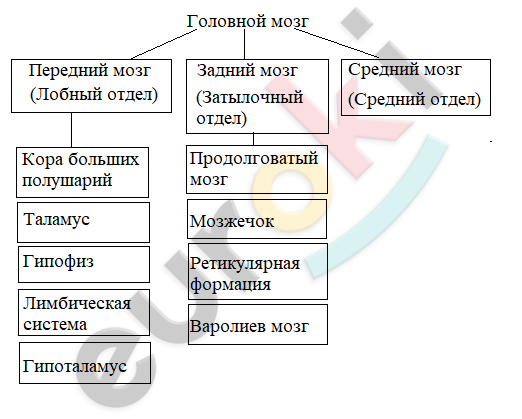 у представителей какого класса позвоночных животных ведущим отделом является средний мозг. image18. у представителей какого класса позвоночных животных ведущим отделом является средний мозг фото. у представителей какого класса позвоночных животных ведущим отделом является средний мозг-image18. картинка у представителей какого класса позвоночных животных ведущим отделом является средний мозг. картинка image18