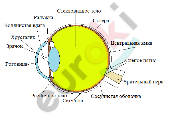 какие функции выполняют брови ресницы веки слезные железы. Смотреть фото какие функции выполняют брови ресницы веки слезные железы. Смотреть картинку какие функции выполняют брови ресницы веки слезные железы. Картинка про какие функции выполняют брови ресницы веки слезные железы. Фото какие функции выполняют брови ресницы веки слезные железы