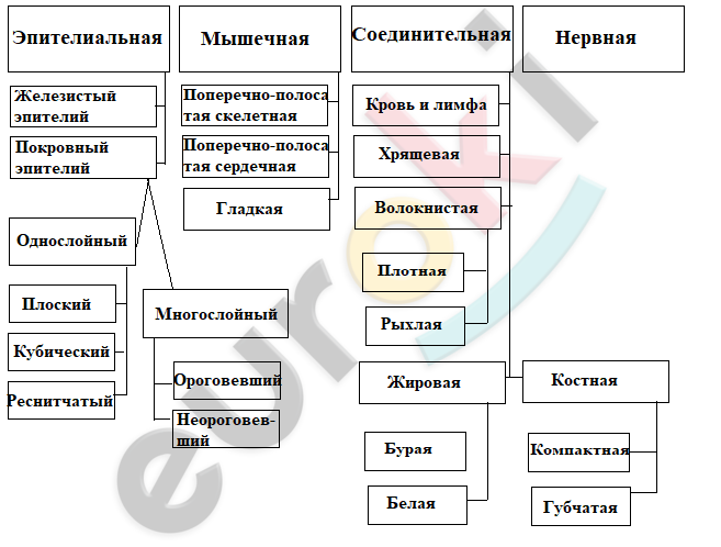 в клетках строго одно ядро какая ткань. Смотреть фото в клетках строго одно ядро какая ткань. Смотреть картинку в клетках строго одно ядро какая ткань. Картинка про в клетках строго одно ядро какая ткань. Фото в клетках строго одно ядро какая ткань