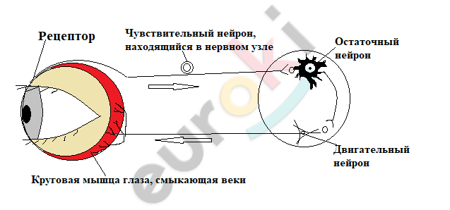 Схема рефлекторной дуги мигательного рефлекса рисунок