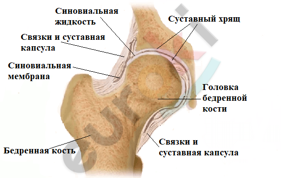 Строение Сустава Человека Фото