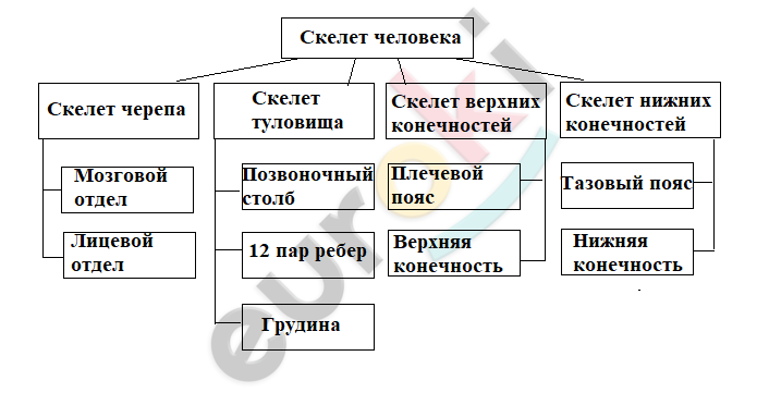 Докажи что в движении участвуют не только мышцы но и кости. Смотреть фото Докажи что в движении участвуют не только мышцы но и кости. Смотреть картинку Докажи что в движении участвуют не только мышцы но и кости. Картинка про Докажи что в движении участвуют не только мышцы но и кости. Фото Докажи что в движении участвуют не только мышцы но и кости