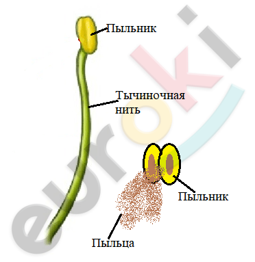 Что находится внутри пыльника тычинки ответ. Смотреть фото Что находится внутри пыльника тычинки ответ. Смотреть картинку Что находится внутри пыльника тычинки ответ. Картинка про Что находится внутри пыльника тычинки ответ. Фото Что находится внутри пыльника тычинки ответ Что находится внутри пыльника тычинки ответ. Смотреть фото Что находится внутри пыльника тычинки ответ. Смотреть картинку Что находится внутри пыльника тычинки ответ. Картинка про Что находится внутри пыльника тычинки ответ. Фото Что находится внутри пыльника тычинки ответ