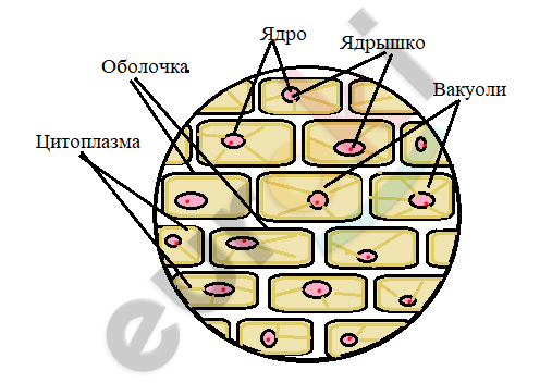 Фото Кожицы Лука Под Микроскопом