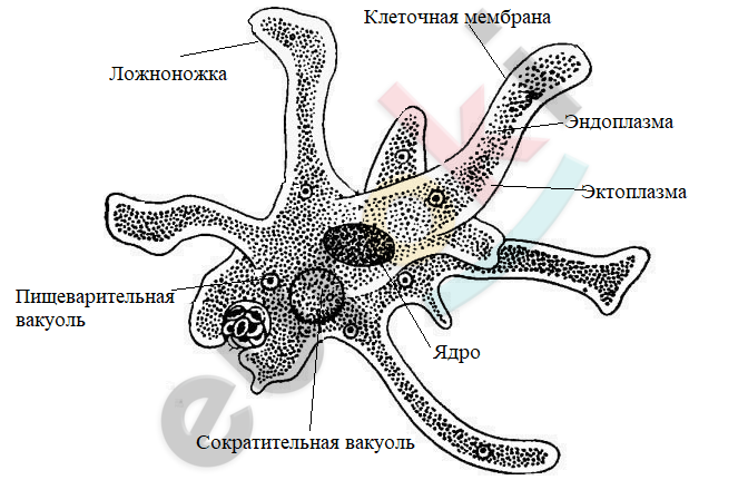 Какие признаки характерны для животного изображенного на рисунке пищеварение внутриклеточное