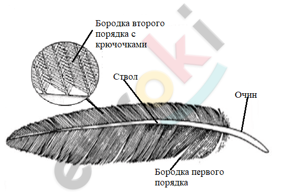 Чем покрыта цевка и пальцы. Смотреть фото Чем покрыта цевка и пальцы. Смотреть картинку Чем покрыта цевка и пальцы. Картинка про Чем покрыта цевка и пальцы. Фото Чем покрыта цевка и пальцы