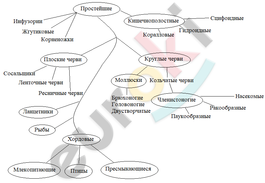 Закончите заполнение схемы эволюция трехслойных животных первое направление эволюции