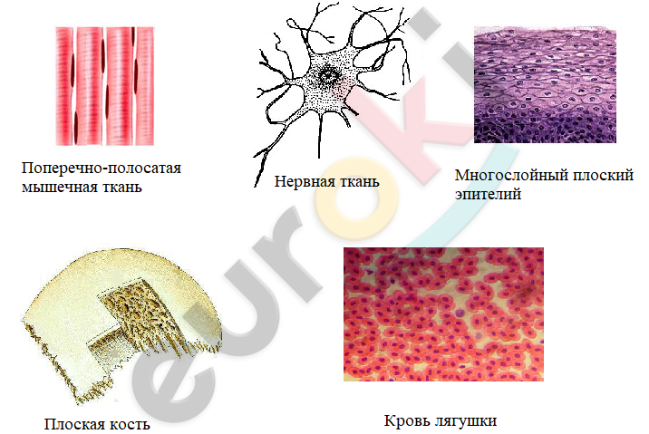 Чем обеспечивается разница в форме размерах функционировании клеток многоклеточного организма. Смотреть фото Чем обеспечивается разница в форме размерах функционировании клеток многоклеточного организма. Смотреть картинку Чем обеспечивается разница в форме размерах функционировании клеток многоклеточного организма. Картинка про Чем обеспечивается разница в форме размерах функционировании клеток многоклеточного организма. Фото Чем обеспечивается разница в форме размерах функционировании клеток многоклеточного организма