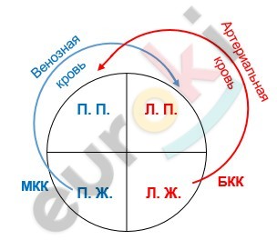 что такое бкк и мкк в биологии. Смотреть фото что такое бкк и мкк в биологии. Смотреть картинку что такое бкк и мкк в биологии. Картинка про что такое бкк и мкк в биологии. Фото что такое бкк и мкк в биологии