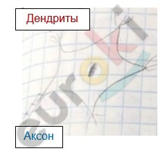 Что такое нервы 8 класс биология. Смотреть фото Что такое нервы 8 класс биология. Смотреть картинку Что такое нервы 8 класс биология. Картинка про Что такое нервы 8 класс биология. Фото Что такое нервы 8 класс биология