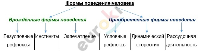 Психология 8 класс. Форма поведения запечатление. Запечатление это в биологии кратко. Сообщение на тему Общие представления о поведении и психики человека.