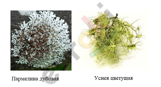 наличие каких организмов свидетельствует о чистоте воздуха. Смотреть фото наличие каких организмов свидетельствует о чистоте воздуха. Смотреть картинку наличие каких организмов свидетельствует о чистоте воздуха. Картинка про наличие каких организмов свидетельствует о чистоте воздуха. Фото наличие каких организмов свидетельствует о чистоте воздуха