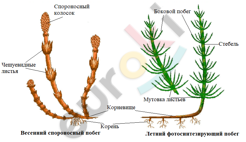 Спороносный колосок рисунок